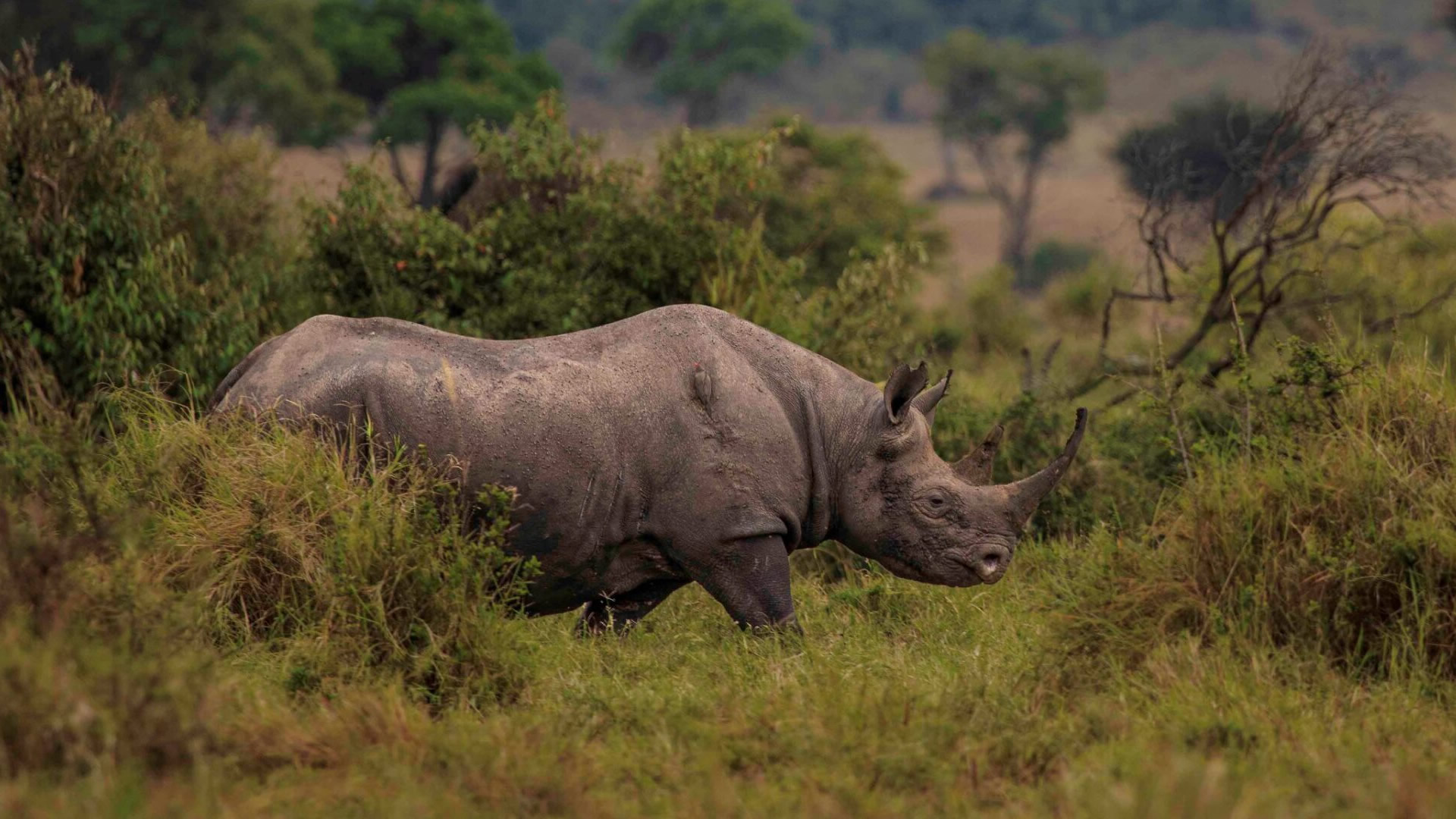 6 nights beyond wildlife expedition