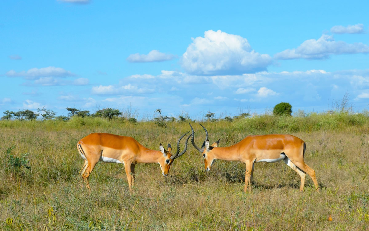 impala sanctuary kisumu impala sanctuary kisumu