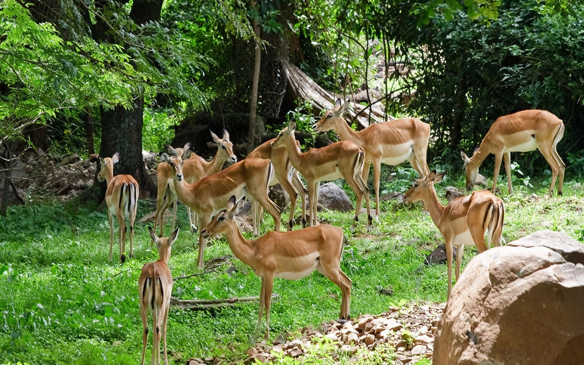 impala sanctuary kisumu impala sanctuary kisumu
