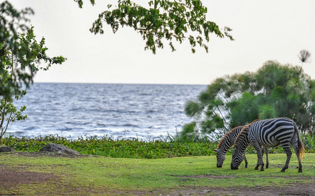 impala sanctuary kisumu impala sanctuary kisumu