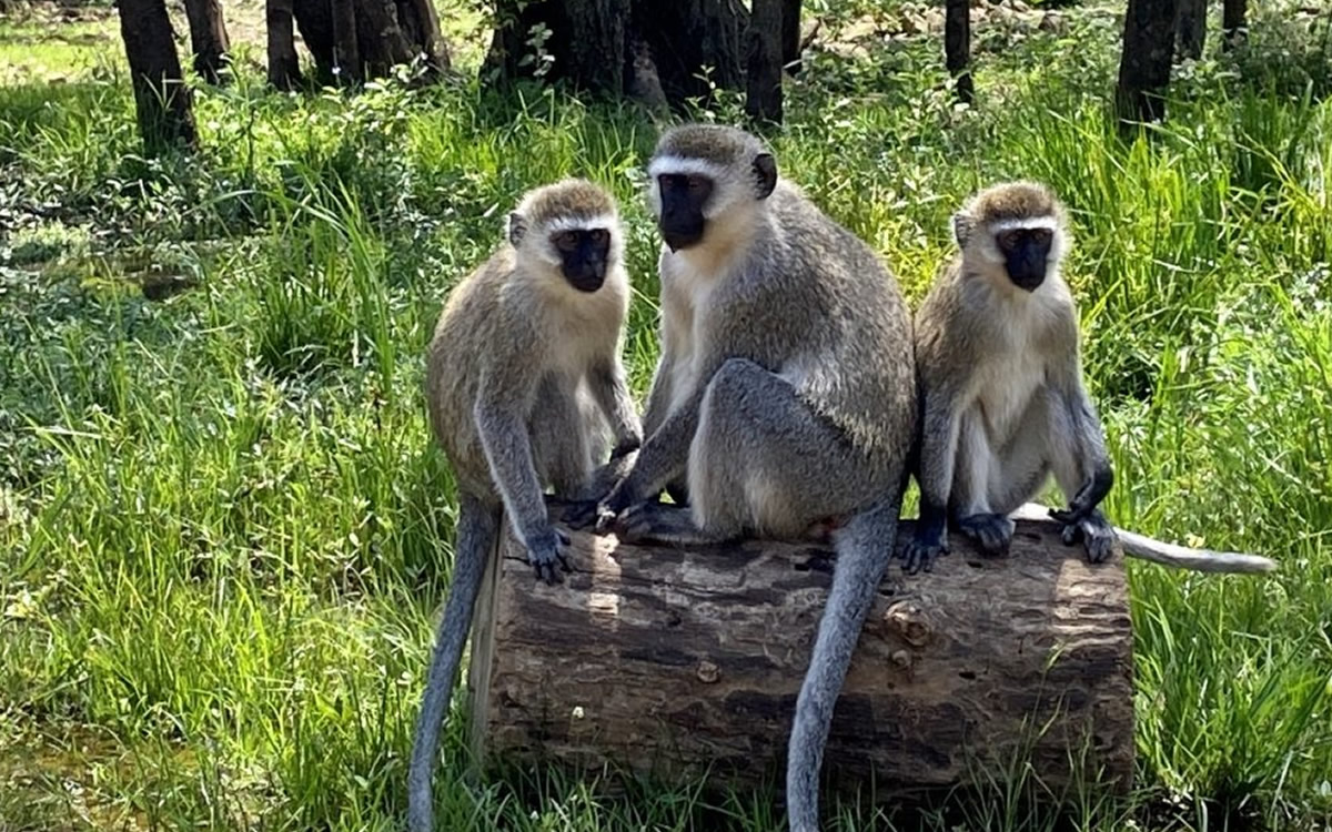 impala sanctuary kisumu impala sanctuary kisumu