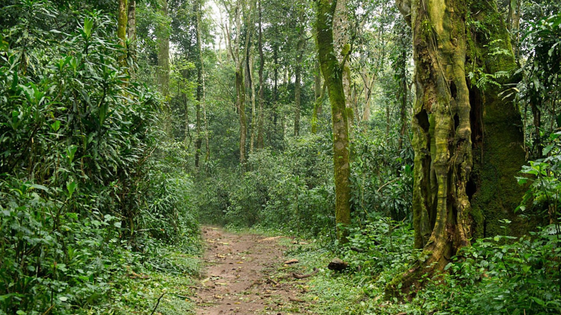 kakamega forest kakamega forest