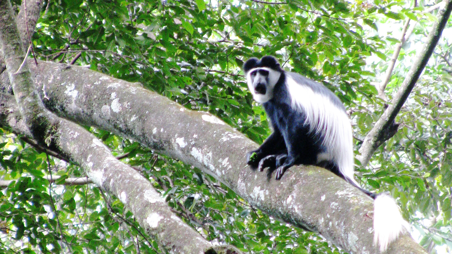 kakamega forest kakamega forest