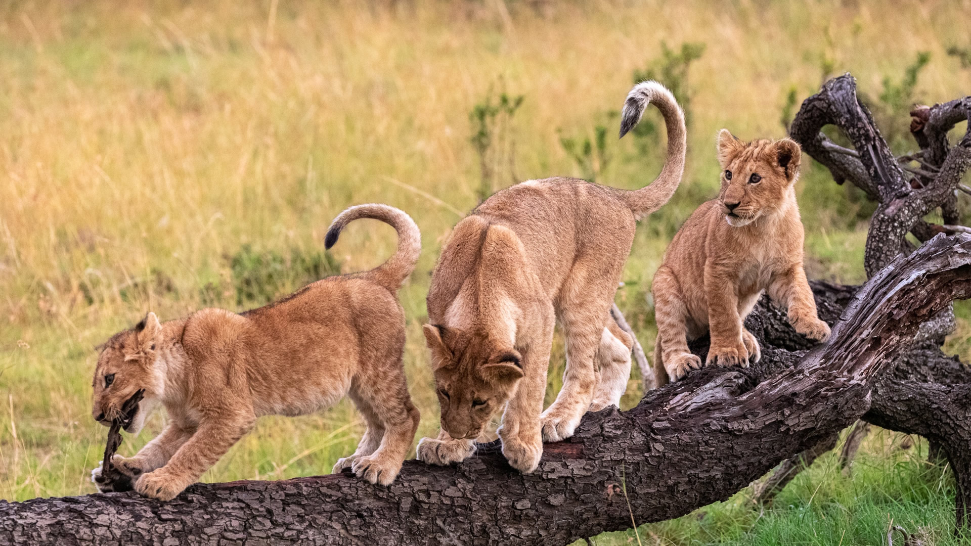 kenya photographic safaris kenya photographic safaris