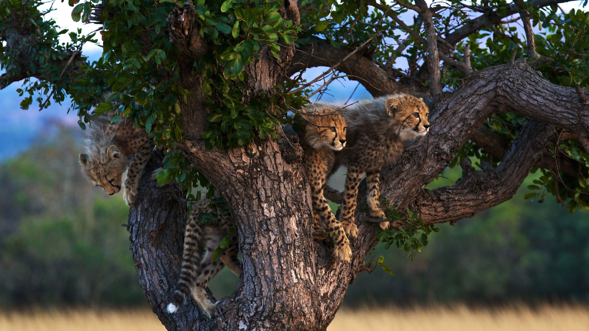 kenya photographic safaris kenya photographic safaris