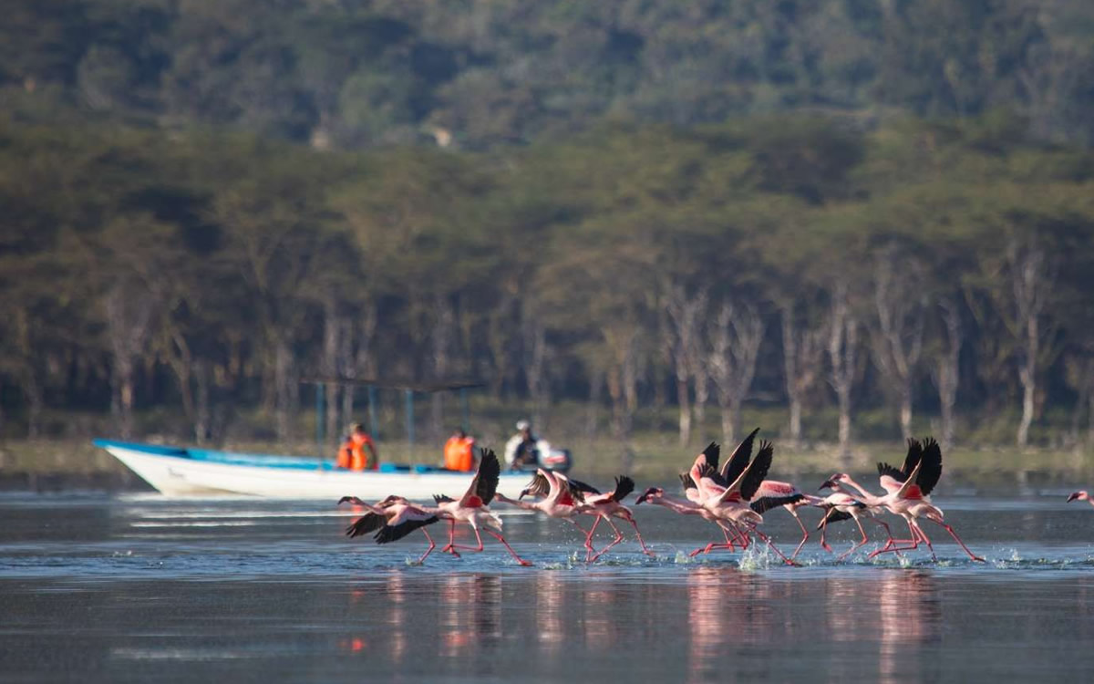 lake naivasha boat ride lake naivasha boat ride
