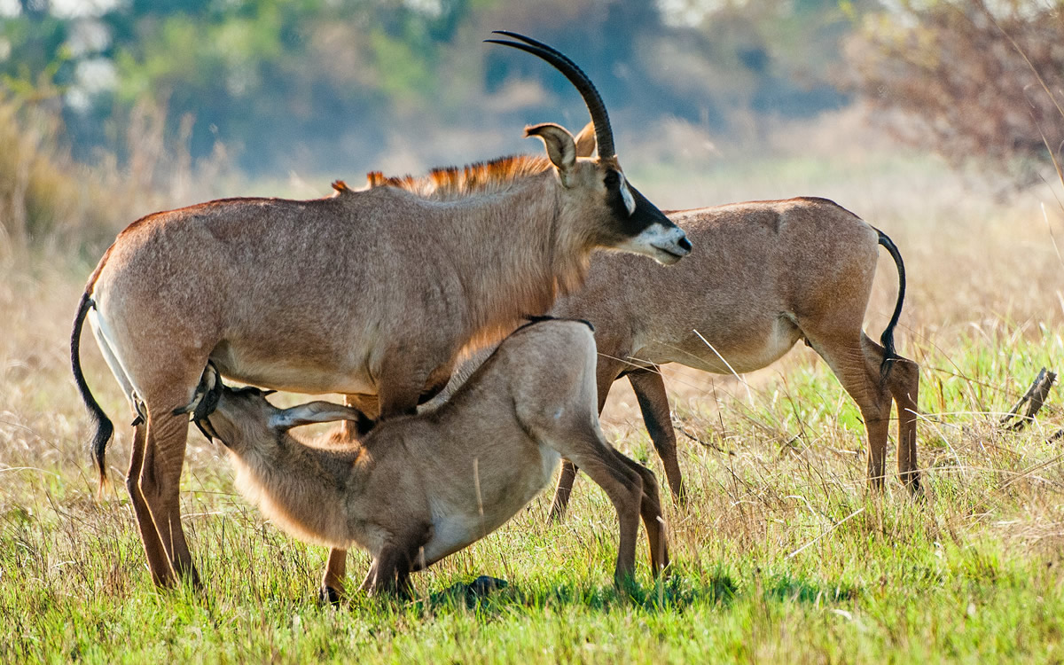 ruma national park ruma national park
