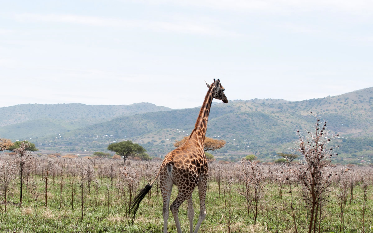 ruma national park ruma national park
