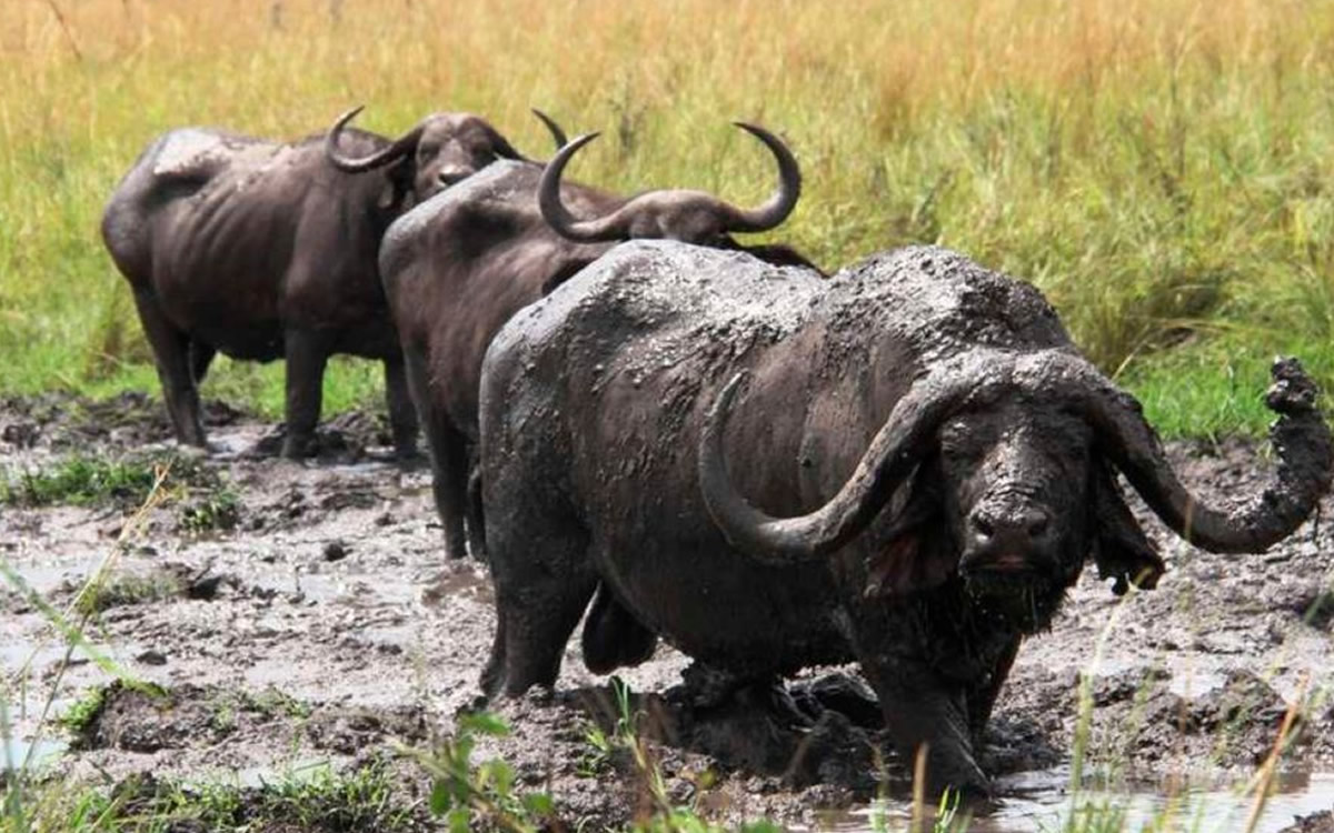 ruma national park ruma national park