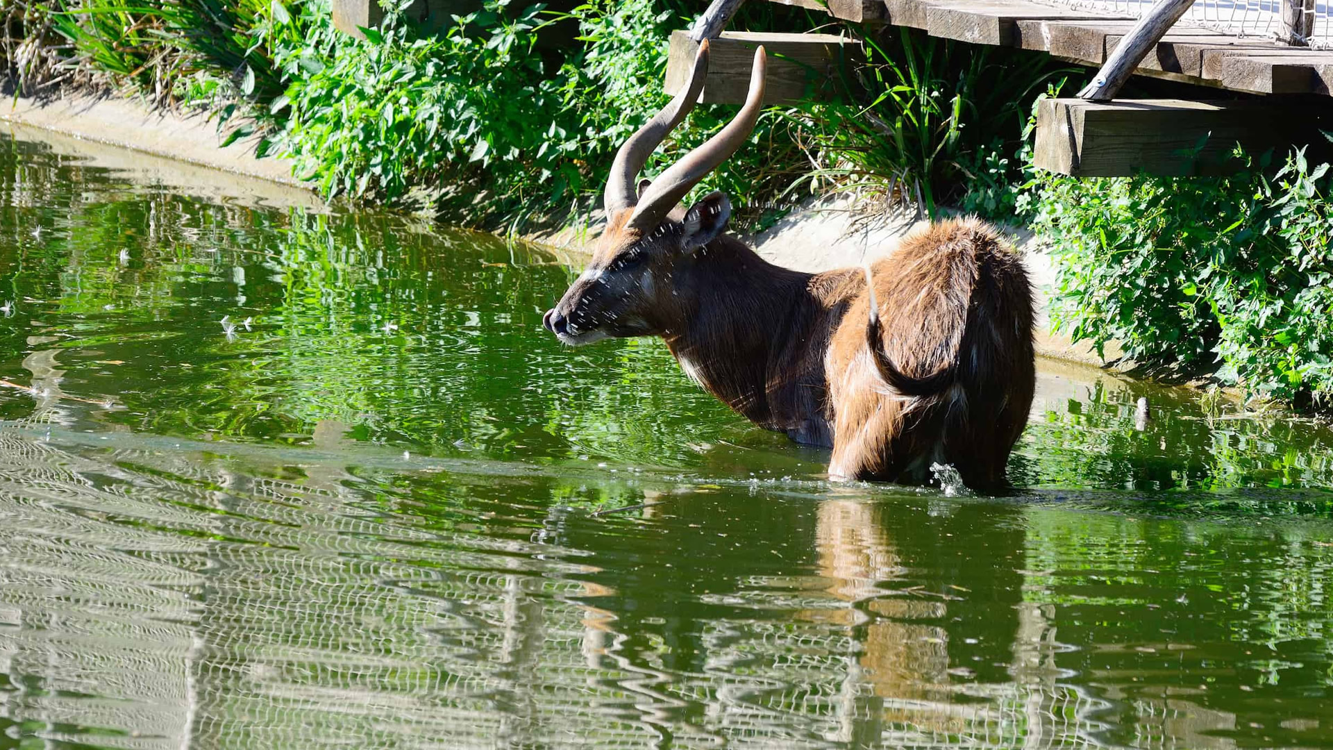 saiwa swamp saiwa swamp