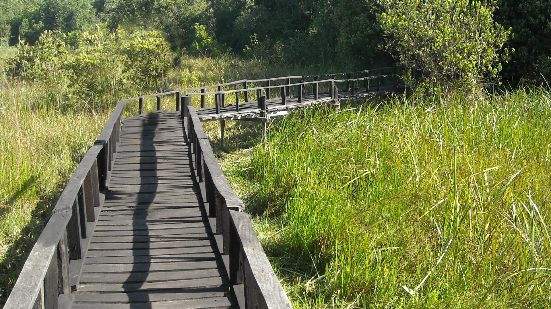 saiwa swamp saiwa swamp