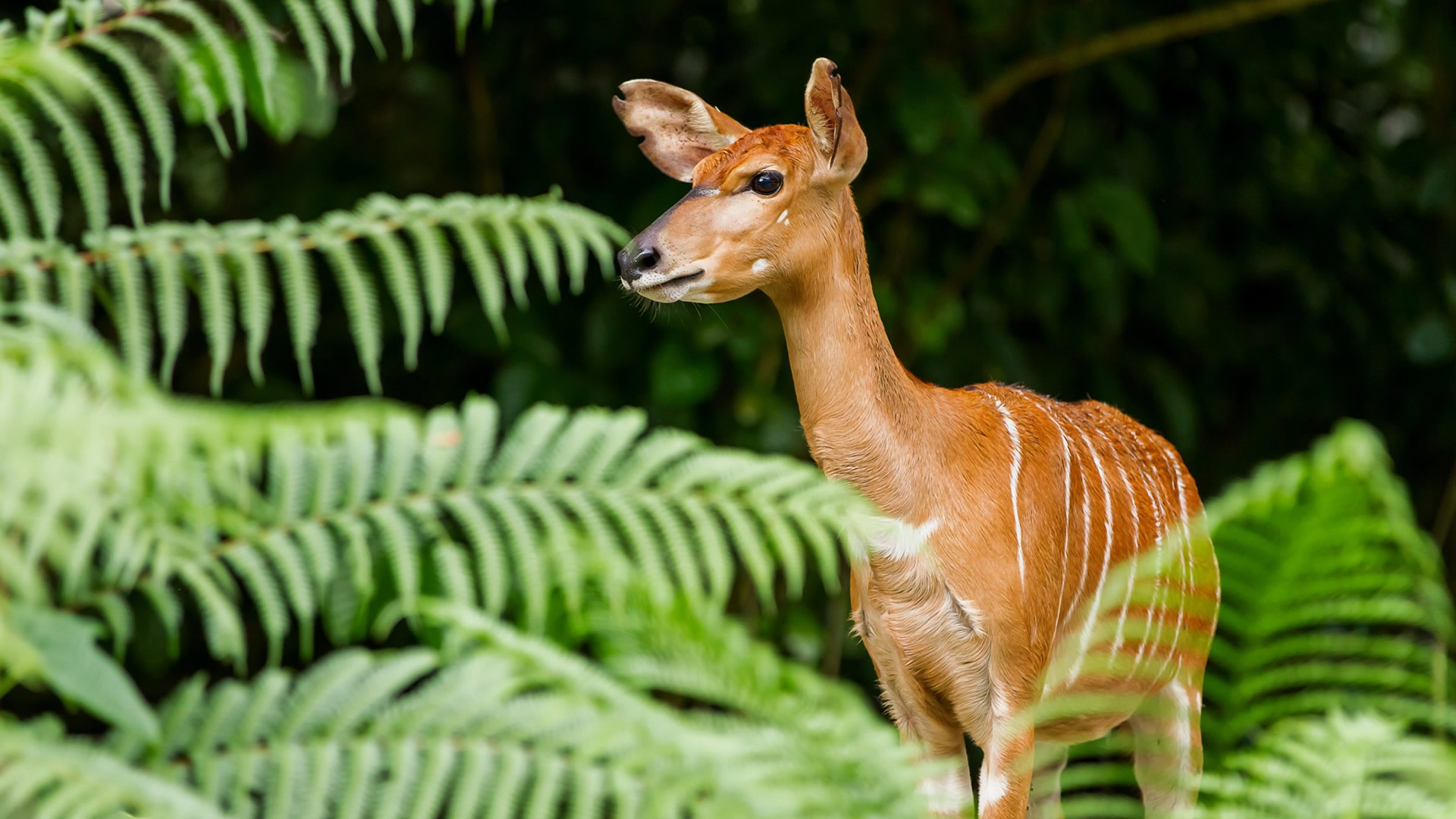 saiwa swamp saiwa swamp