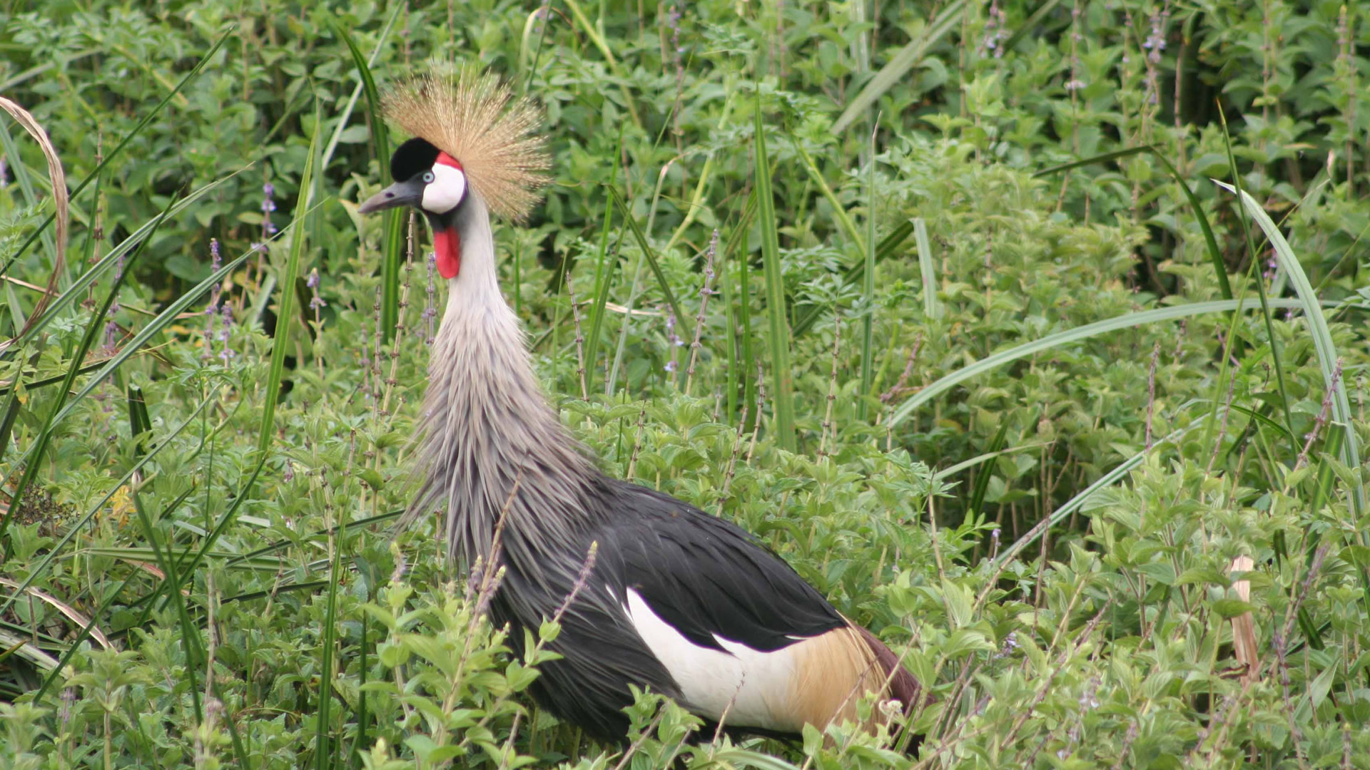 saiwa swamp saiwa swamp